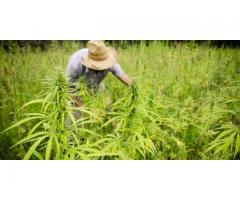 http://www.health4welness.com/10-acres-cbd-oil/